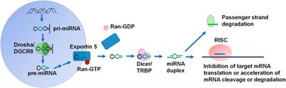 MicroRNAs in the Regulation of Solute Carrier Proteins Behind Xenobiotic and Nutrient Transport in Cells